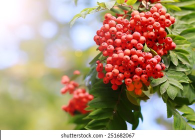 Rowan Tree