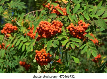 Rowan Tree With Rowan Berry