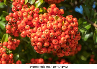 Rowan Tree With Berry Against Blue Sky