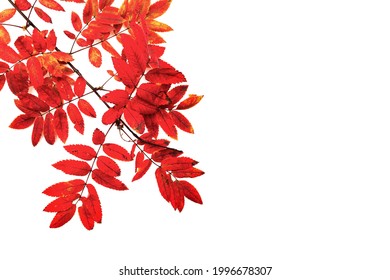 Rowan Tree Branch With Leaves Close Up Macro Photo. Isolated On White Background. Mountain Ash Tree Branch With Beautiful Red Leaves. White Copy Space. Autumn Fall Design Template For Collage, Card.