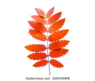 Rowan Tree Branch With Leaves Close Up Macro Photo. Isolated On White Background. Mountain Ash Tree Branch With Beautiful Red Leaves. White Copy Space. Autumn Fall Design Template For Collage, Card