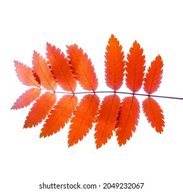 Rowan Tree Branch With Leaves Close Up Macro Photo. Isolated On White Background. Mountain Ash Tree Branch With Beautiful Red Leaves. White Copy Space. Autumn Fall Design Template For Collage, Card