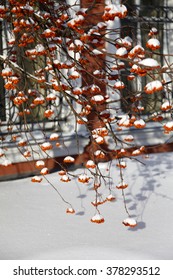 Rowan tree branches in the snow