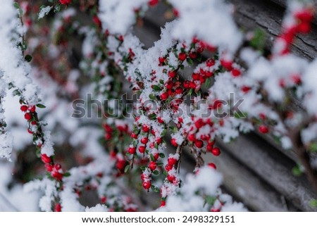 Rowan tree. Rowan branches in the snow.