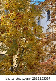 Rowan tree covered with clusters of red berries and colorful yellow leaves growing beside a building during the autumn season.