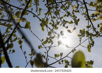 rowan tree with the first foliage in the spring park , the first rowan leaves in sunny weather