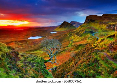 Rowan Tree Growing Out Of A Cliff At Sunrise, Quirang , Isle Of Skye, Scotland, UK.