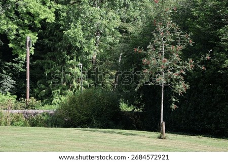 Rowan tree sapling on a manicured lawn