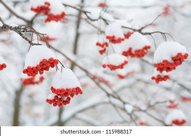 Rowan Tree In The Snow