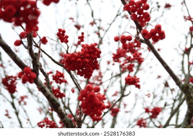 Rowan tree without leaves. Leafless rowan tree. Orange rowan berries. White cloudy sky in the background. Closeup image of rowans. Brown branches. Blurry branches in the background. Focus in berries