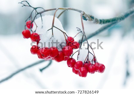 Rowanberry