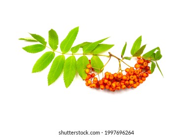 Rowanberry Bunch With Leaves Closeup Macro Photo. Mountain Ash Tree Branch With Beautiful Orange Berries Isolated On White Background. Autumn Fall Decoration For Collage, Card, Print.