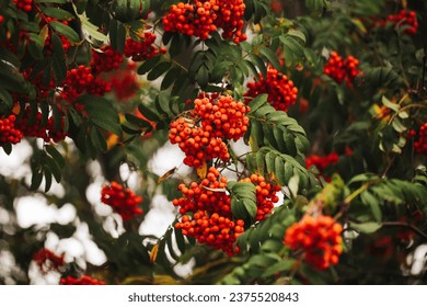 Rowanberry tree texture. Orange berries background. Fruits used to make liquor. Ashberry on a tree closeup. Mountain Ash berries in garden. Dark autumn background. Fall season colors. - Powered by Shutterstock