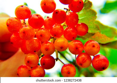 Rowanberry In Wild Forest