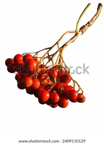 a rowanberry,tree, ashberry, bunch, rowan berry, rowan-tree, berry, red, season, natural, plant, rowan, wild ash, branch, nature, autumn, rowanberry