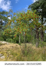 A rowantree in the mixed forest