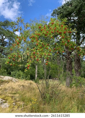 A rowantree in the mixed forest