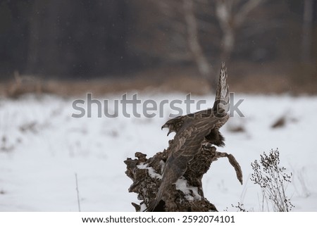 A rowdy buzzard on a tree stump in a snow-covered meadow