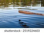 Rowing at a lake. Droplets breaking the surface of the water.