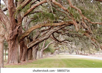Rows of ancient oaks with limbs overhanging a grassy lane