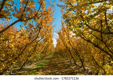 Rows Of Apple Trees In An Orchard In Cromwell, New Zealand