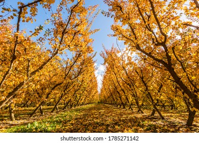 Rows Of Apple Trees In An Orchard In Cromwell, New Zealand