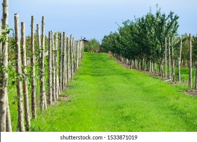 Rows Of Apple Trees For Picking, Vergers & Cidrerie Denis Charbonneau, Quebec, Canada