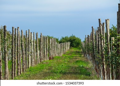 Rows Of Apple Trees For Picking, Vergers & Cidrerie Denis Charbonneau, Quebec, Canada