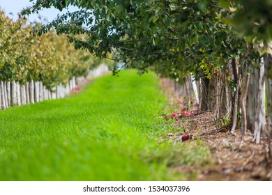 Rows Of Apple Trees For Picking, Vergers & Cidrerie Denis Charbonneau, Quebec, Canada