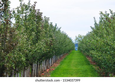 Rows Of Apple Trees For Picking, Vergers & Cidrerie Denis Charbonneau, Quebec, Canada