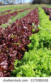 Rows Of Arugula, Shadowbrook Farms, Lincoln, Nebraska