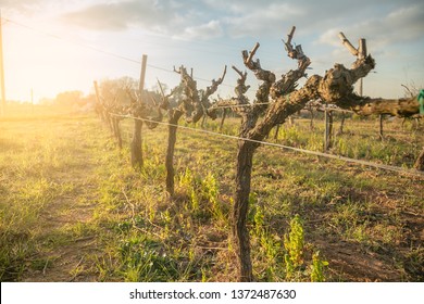 rows of bare vines at sunset