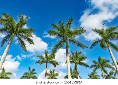 Rows of beautiful palm trees on blue sky. Tropical trees against blue sky. Boca Raton Florida, USA.