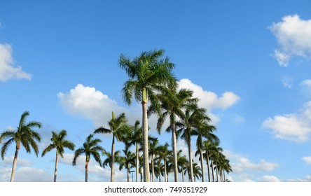Rows of beautiful palm trees on blue sky. Tropical trees against blue sky. Copy space.Boca Raton Florida, USA.