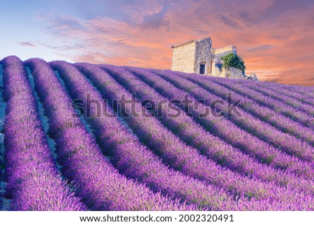 Rows of a beautiful purple lavender filed in Valensole with a old barn on a hill. Provence, France Stok fotoğraf © 
