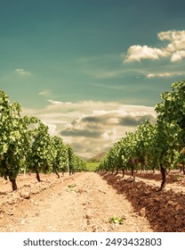 Rows of a beautiful vineyard in a plain between the mountains, under a spectacular sky with clouds at sunset. Traditional agriculture. 