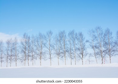 Rows of birch trees and blue sky in winter
