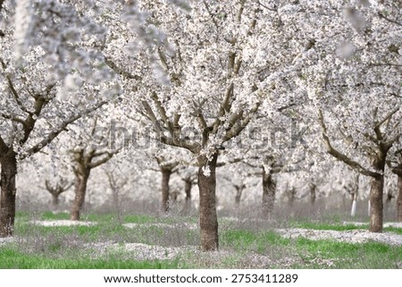 Rows of blooming almond trees in spring orchard creating a white blossom landscape in Mediterranean countryside.