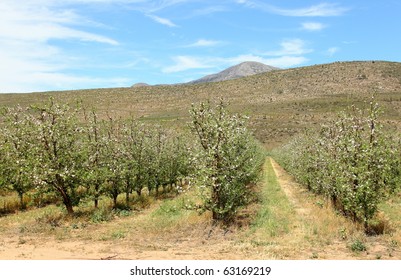 rows of blooming apple trees with white blossoms