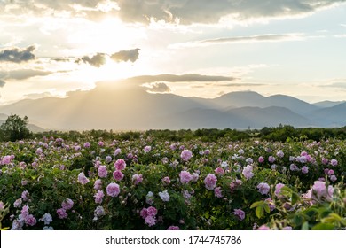 Rows of Bulgarian pink rose in a garden during sunset located in the Thracian Rose valley. Amazing colors.