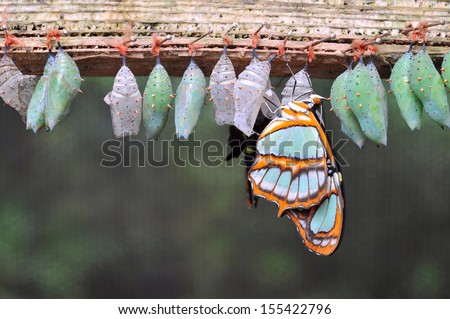 Rows of butterfly cocoons and newly hatched butterfly. 