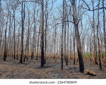 Rows of charred trees due to forest fires caused by prolonged dry season in East Java, Indonesia.