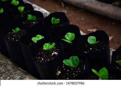 Rows Of Coffee Seedlings Growing In Bags. Young Coffee Trees Growing, Puerto Rico Coffee Farm. Healthy Seedlings Taking Root In Fertile Soil. Baby Coffee Tree. Small Seedlings In Grow Bags. 