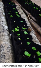 Rows Of Coffee Seedlings Growing In Bags. Young Coffee Trees Growing, Puerto Rico Coffee Farm. Healthy Seedlings Taking Root In Fertile Soil. Baby Coffee Tree. Small Seedlings In Grow Bags. 