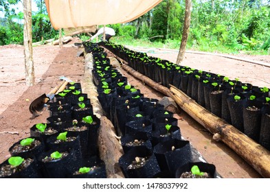 Rows Of Coffee Seedlings Growing In Bags. Young Coffee Trees Growing, Puerto Rico Coffee Farm. Healthy Seedlings Taking Root In Fertile Soil. Baby Coffee Tree. Small Seedlings In Grow Bags. 