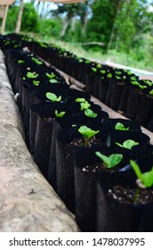 Rows Of Coffee Seedlings Growing In Bags. Young Coffee Trees Growing, Puerto Rico Coffee Farm. Healthy Seedlings Taking Root In Fertile Soil. Baby Coffee Tree. Small Seedlings In Grow Bags. 