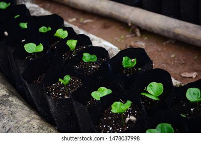 Rows Of Coffee Seedlings Growing In Bags. Young Coffee Trees Growing, Puerto Rico Coffee Farm. Healthy Seedlings Taking Root In Fertile Soil. Baby Coffee Tree. Small Seedlings In Grow Bags. 