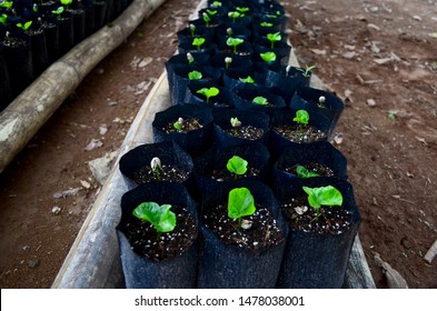 Rows Of Coffee Seedlings Growing In Bags. Young Coffee Trees Growing, Puerto Rico Coffee Farm. Healthy Seedlings Taking Root In Fertile Soil. Baby Coffee Tree. Small Seedlings In Grow Bags. 