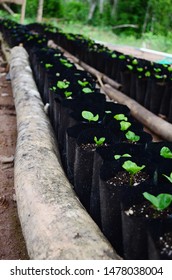 Rows Of Coffee Seedlings Growing In Bags. Young Coffee Trees Growing, Puerto Rico Coffee Farm. Healthy Seedlings Taking Root In Fertile Soil. Baby Coffee Tree. Small Seedlings In Grow Bags. 