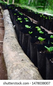 Rows Of Coffee Seedlings Growing In Bags. Young Coffee Trees Growing, Puerto Rico Coffee Farm. Healthy Seedlings Taking Root In Fertile Soil. Baby Coffee Tree. Small Seedlings In Grow Bags. 